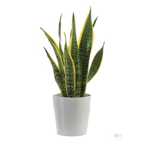 Sansevieria