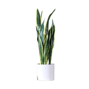 Sansevieria Tall