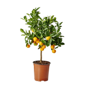 Santra Variegated