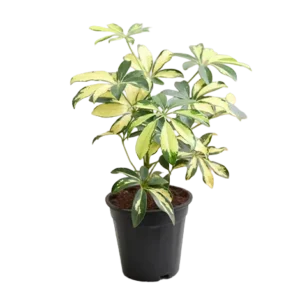 Schefflera Big
