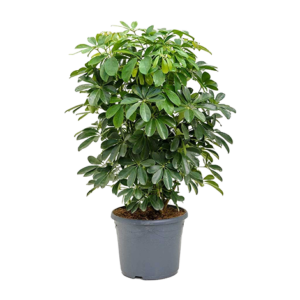 Schefflera Mini Green