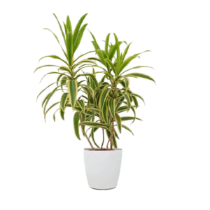 Song of India Green, Variegated