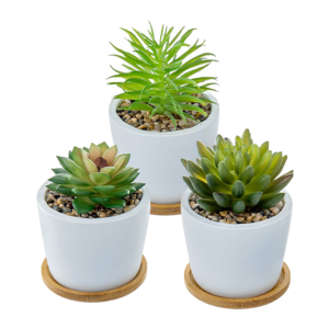 Succulent