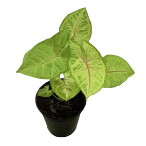 Syngonium Berry Allusion