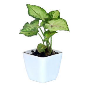Syngonium Cream Allusion