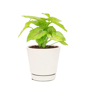 Syngonium Golden Allusion