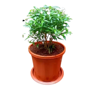Tagar Scented Big