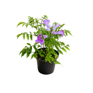 Tecoma Purple