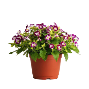 Torenia