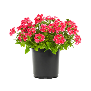 Verbena