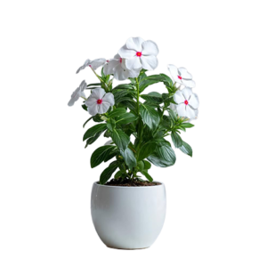 Vinca