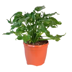 Xanadu Green