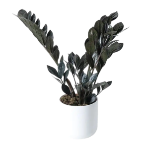 Z. Z Plant Black Curly (Zamiya)