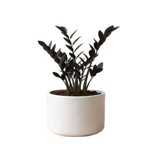 Z. Z Plant Black (Zamiya)