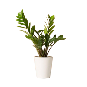 Z. Z Plant Curly (Zamiya)