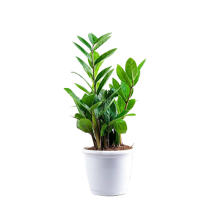 Z. Z Plant Green (Zamiya)