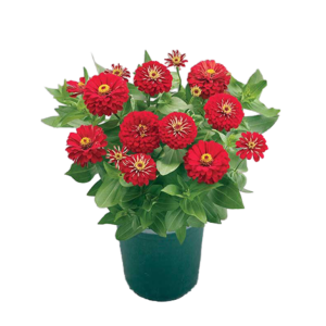 Zinnia Big