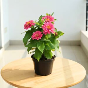 Zinnia Mini