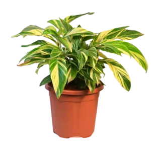 Alpinia