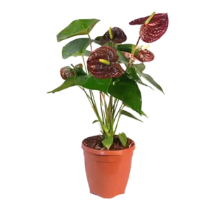Anthurium