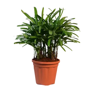 Rapix Palm