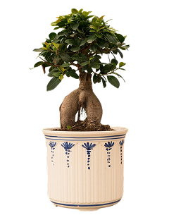 Outdoor plant