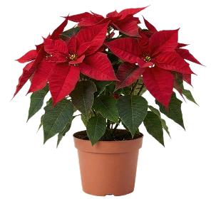 Indoor plant