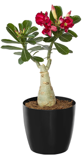 Semi-Indoor plant