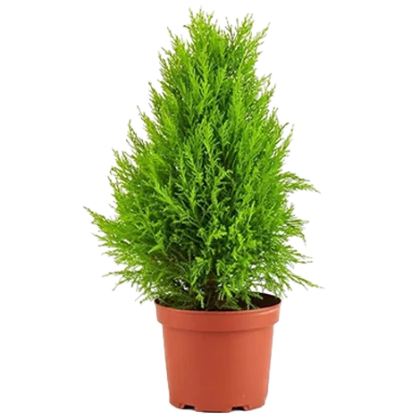 Outdoor plant