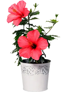 Semi-Indoor plant