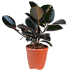 Outdoor plant